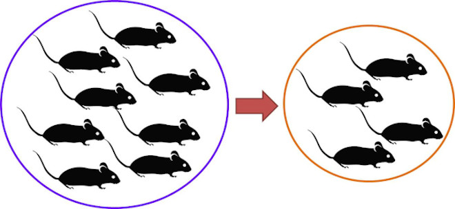 Reduction in animal use 