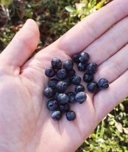 Blueberries in a hand