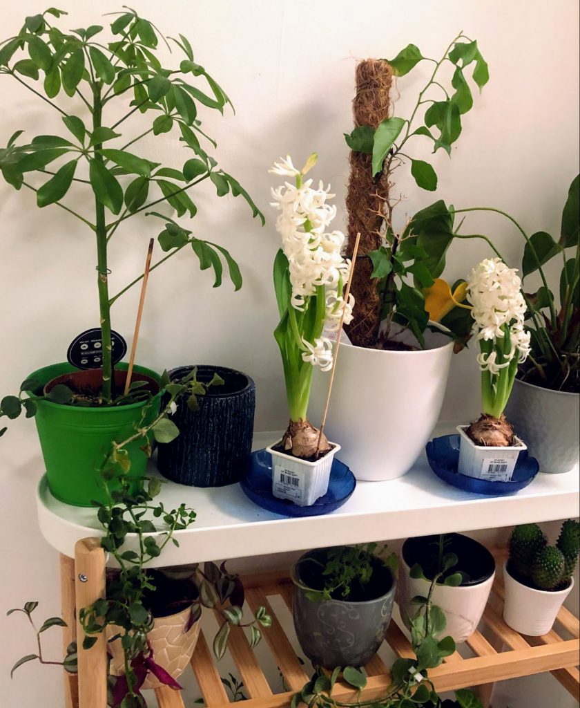 A shelf with plants