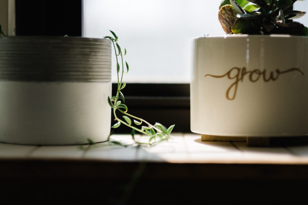A small plant creeps out of its pit towards the sunlight adjacent to another pot that says "grow". Both are presumably on a windowsill