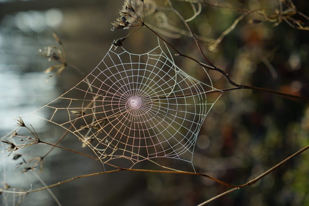 A spider web in the foreground with blurred out foliage in the background