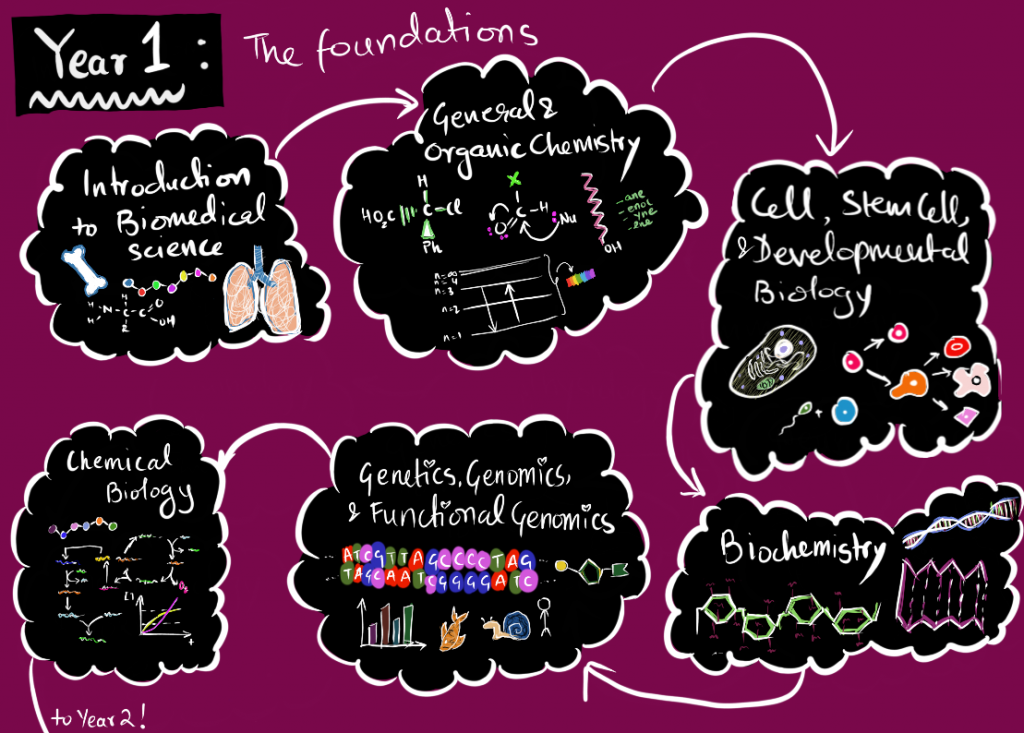 Year 1 of Biomedicine courses