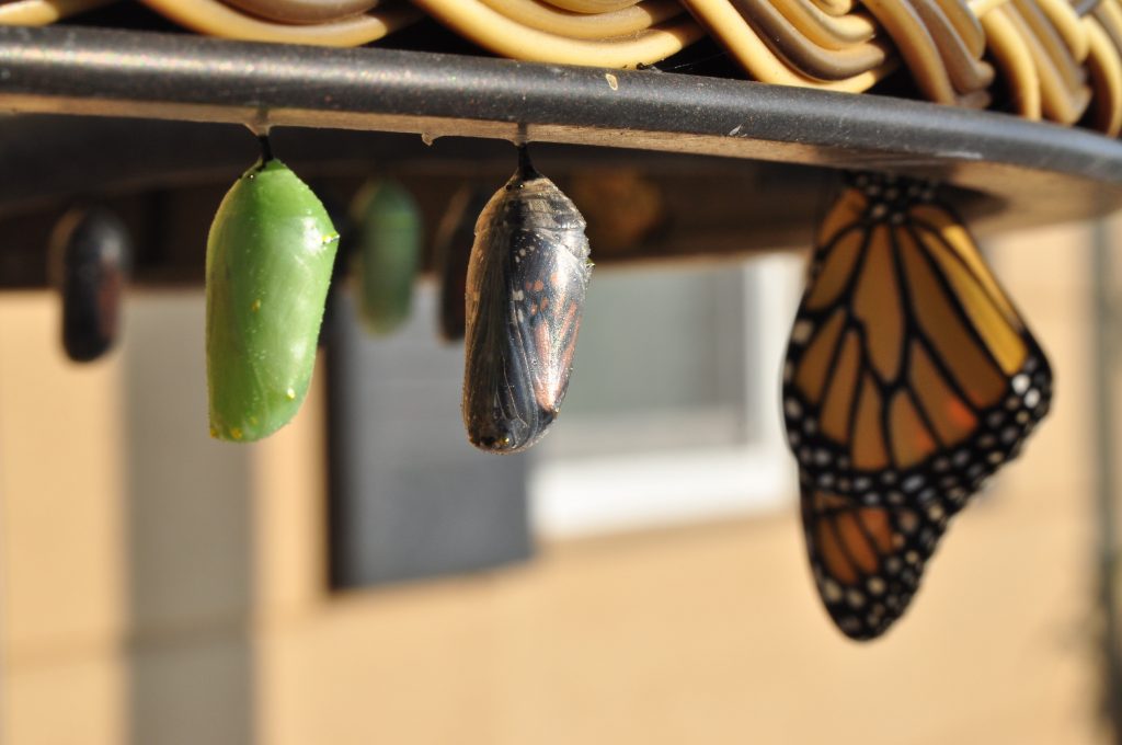 A chrysalis in two stages and a butterfly suspended from a roof. Showing change