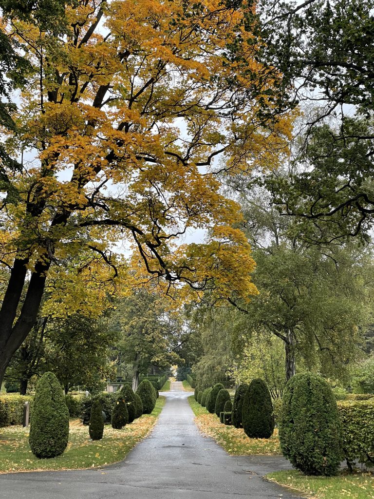 Photo of path and trees