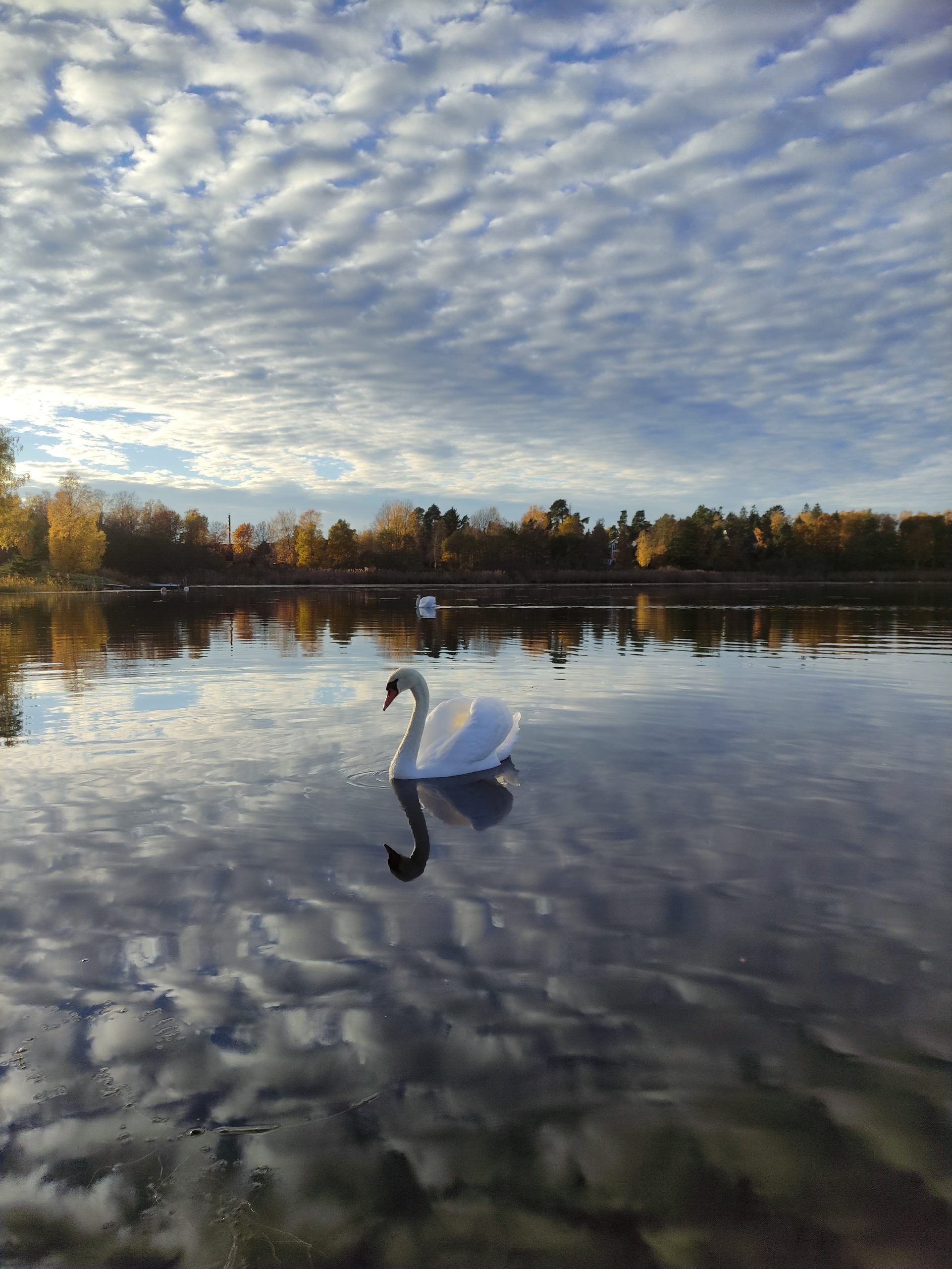 swan with the view of lake
