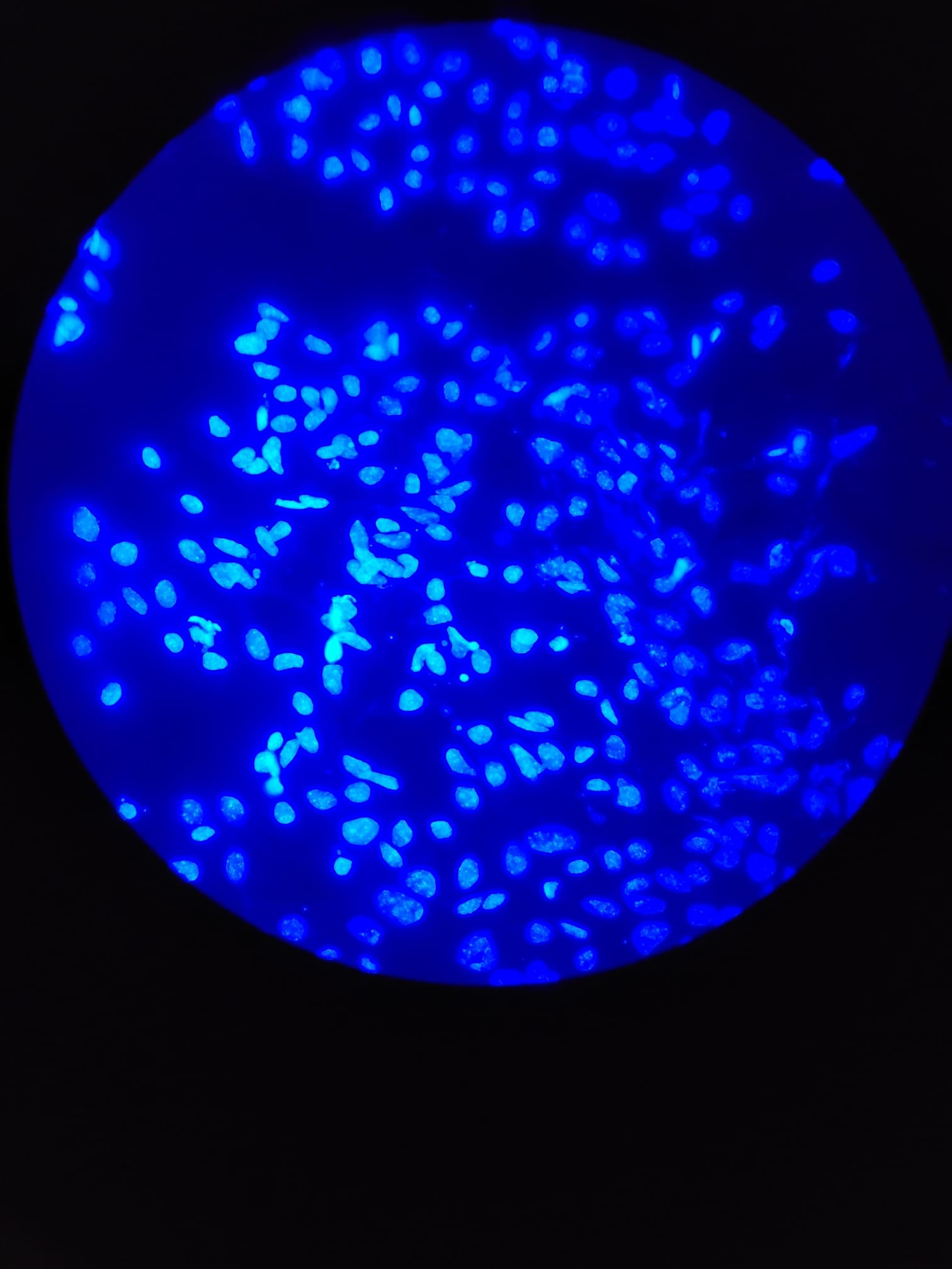 Stem cells, credits: Vlad Popescu