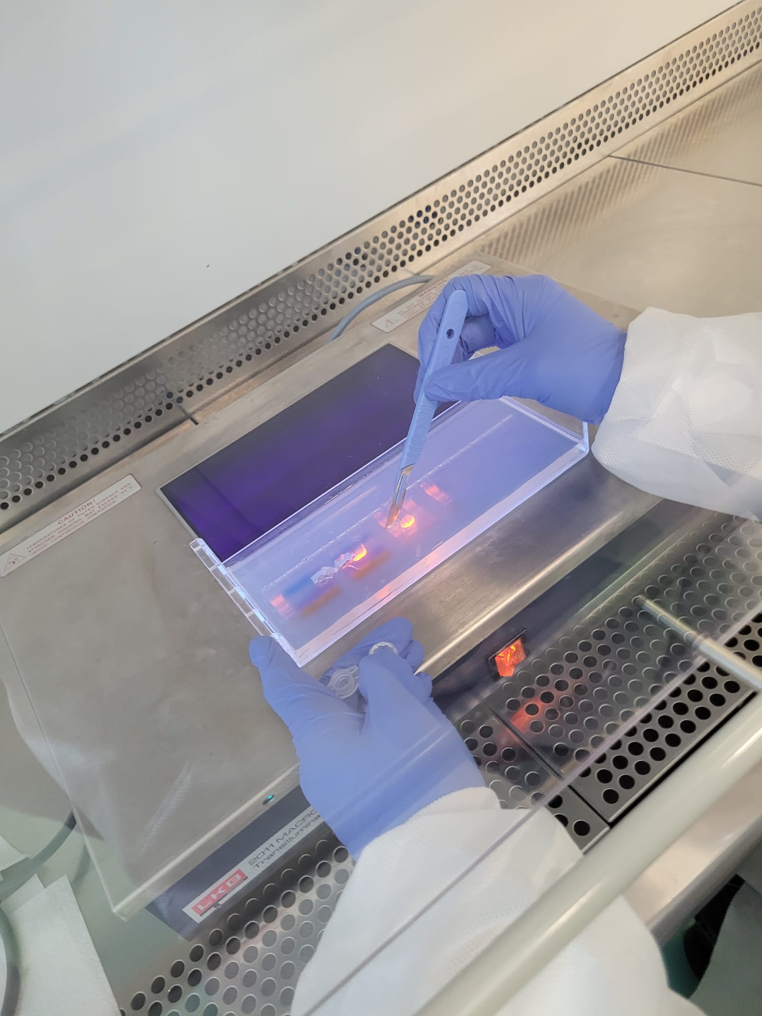 Agarose gel containing DNA being observed in a UV transilluminator; Credits: Vlad Popescu