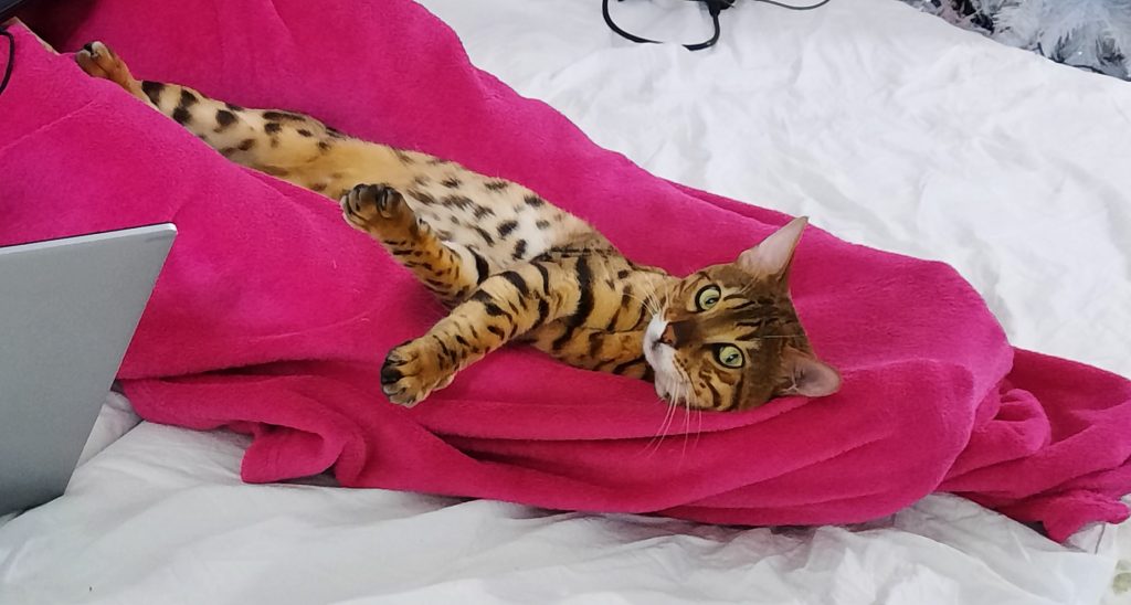 Luxor, my Bengal Cat; credits: Vlad Popescu