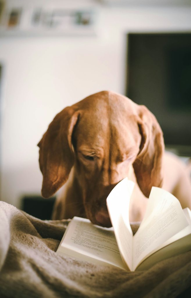 Intelligent dog engrossed in reading a book