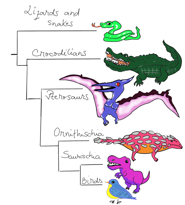 The crocodilian family tree; Credits: Vlad Popescu