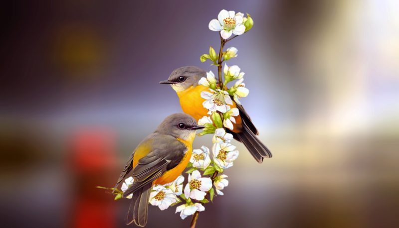 two birds on a fig with flowers