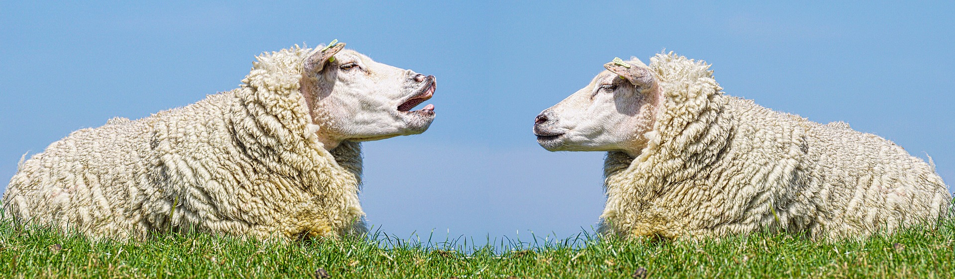 two sheeps facing each other as if communicating