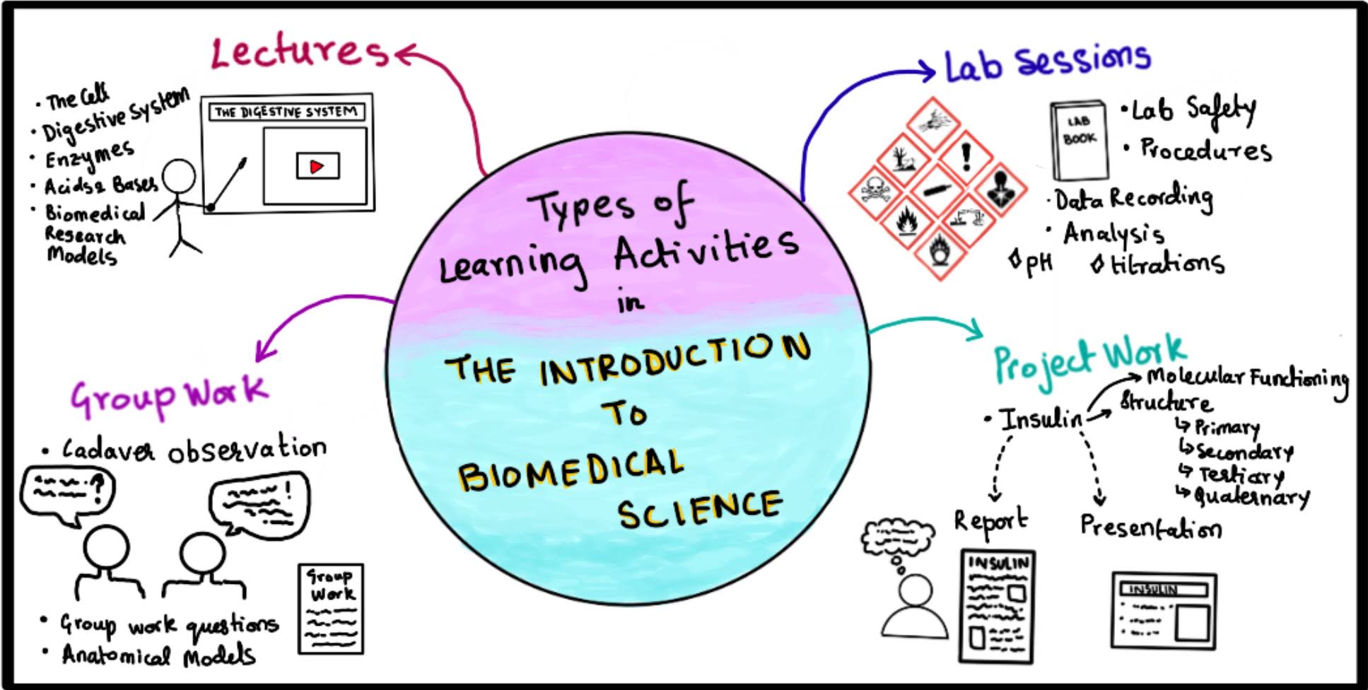 A map of the different learning styles in the Introduction to Biomedical Science Course. It consists of 4 different learning activities. Lectures are on topics like cells, the digestive system, enzymes, acids and bases, and biomedical research models. Lab Sessions include lab safety, procedures, data recording, and analysis on pH and titration labs. Group Work includes cadaver observation, group work questions and anatomical models. Project Work is about molecular functioning and structure (primary, secondary,, teriary, and quaternary) of insulin in a report and presentation. Photo credits: Inika Prasad