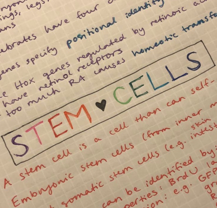A page of notes with "STEM CELLS" in the center with letters in different colours and a heart between the two words.