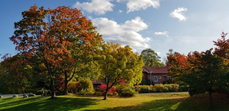 Autumn at KI