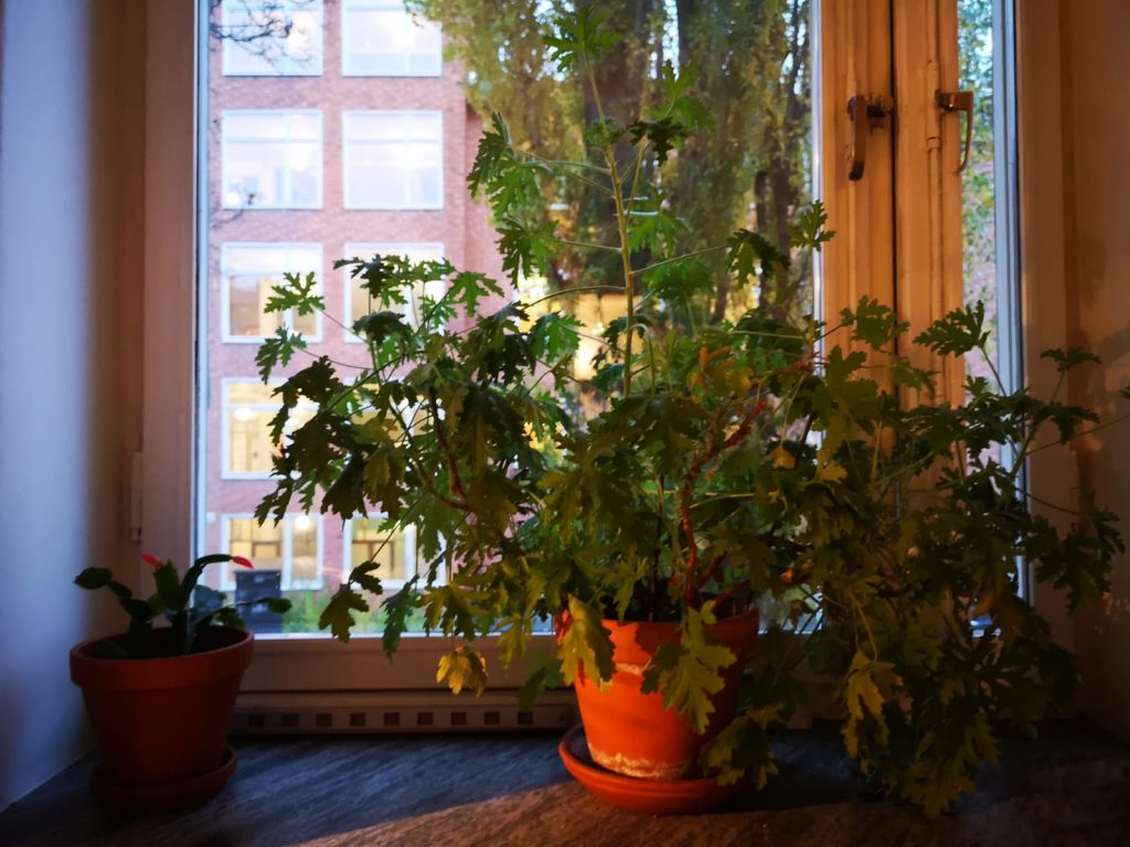 Dr. Westerlund on windowsill