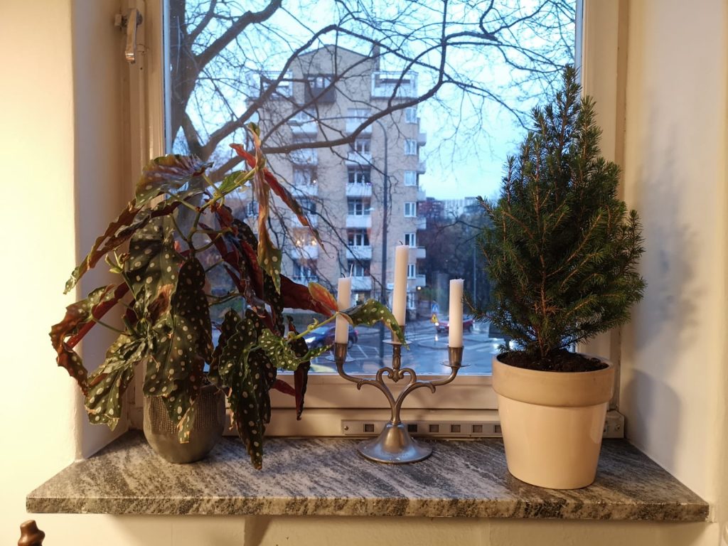 Plants and candles on our windowsill