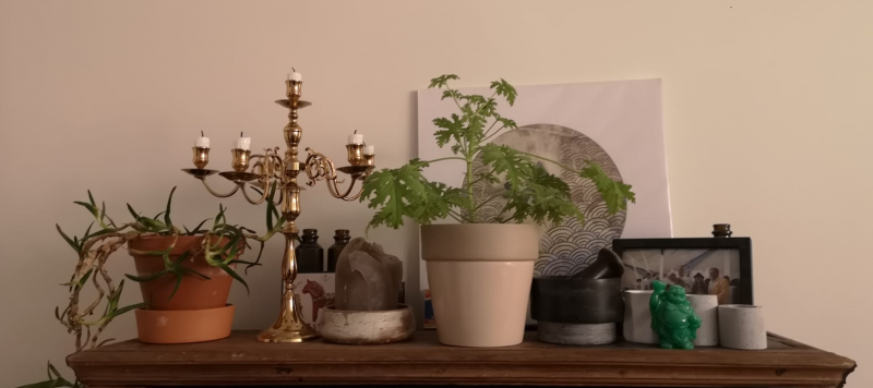 plants and candles on top of my cupboard