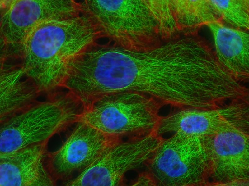 Fluorescent cells