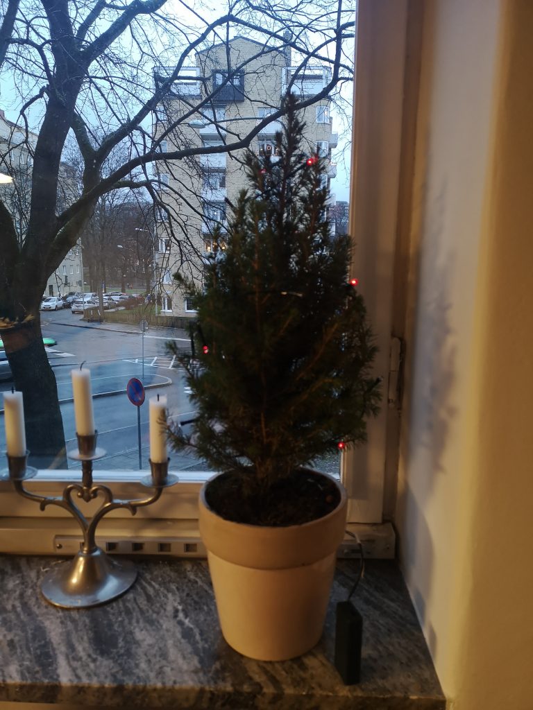 Small potted Christmas tree on my window sill