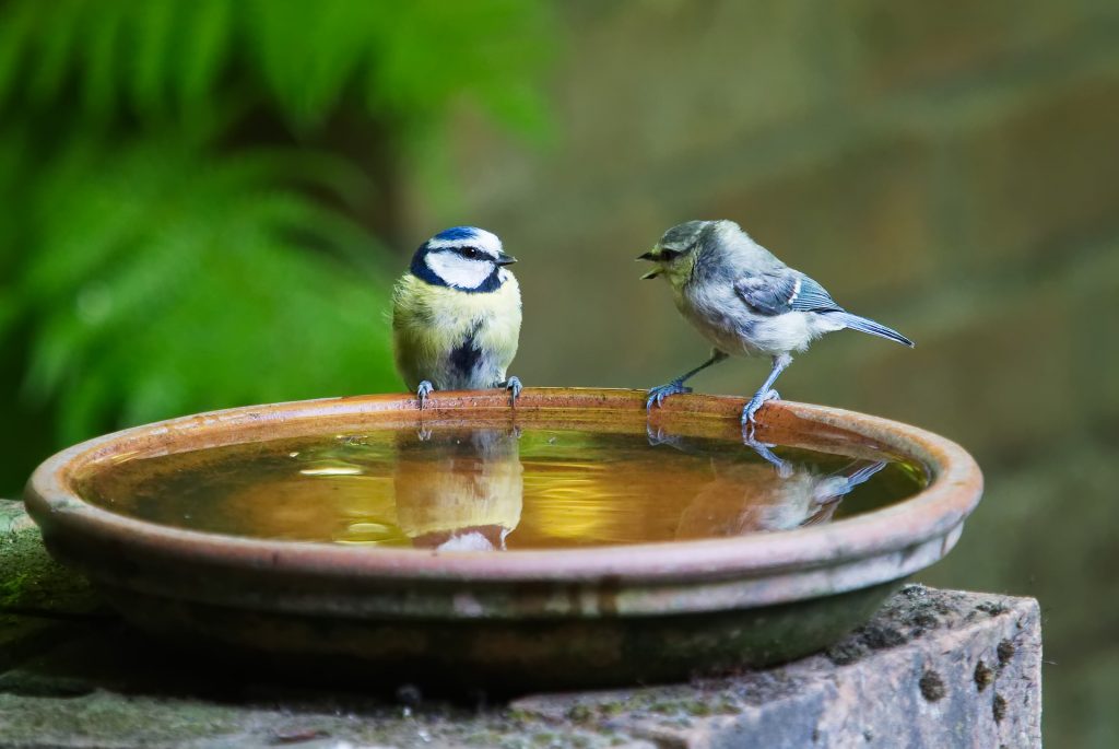 To little birds sitting on the edge of a water bowl, seemingly making conversation. The background is blurred leaves. 