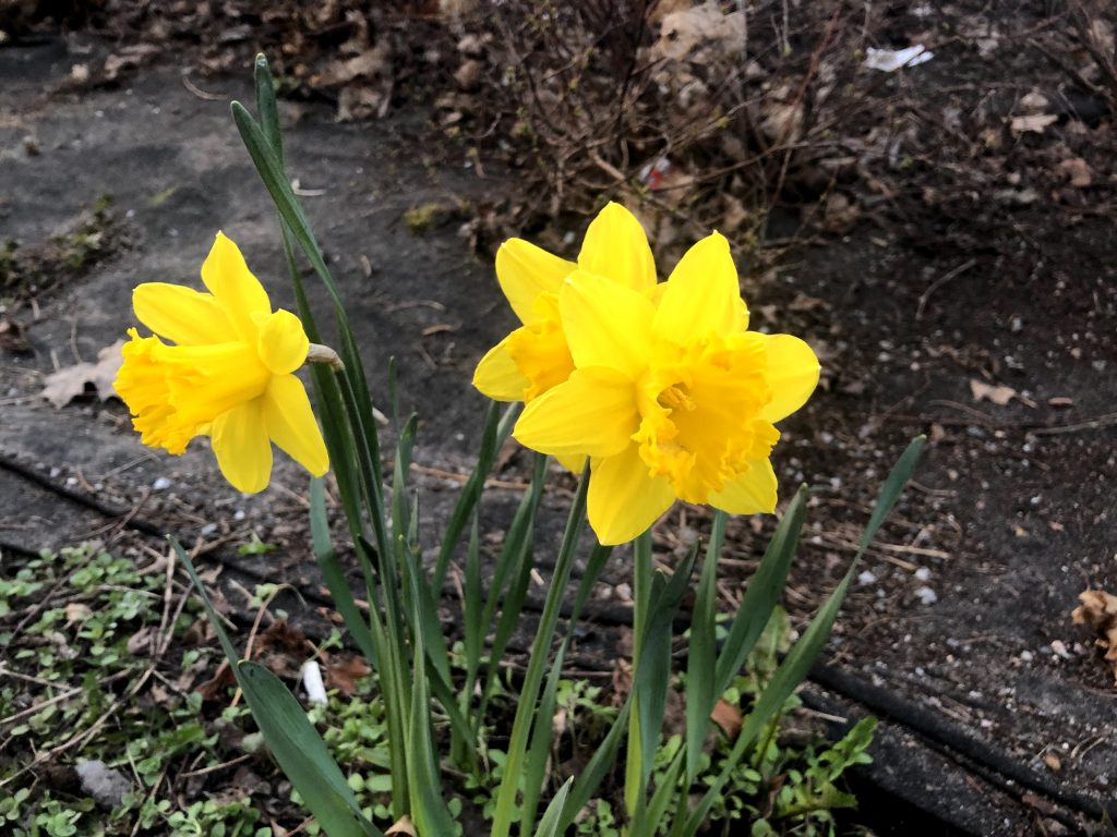 Yellow daffodils on the side of a street.