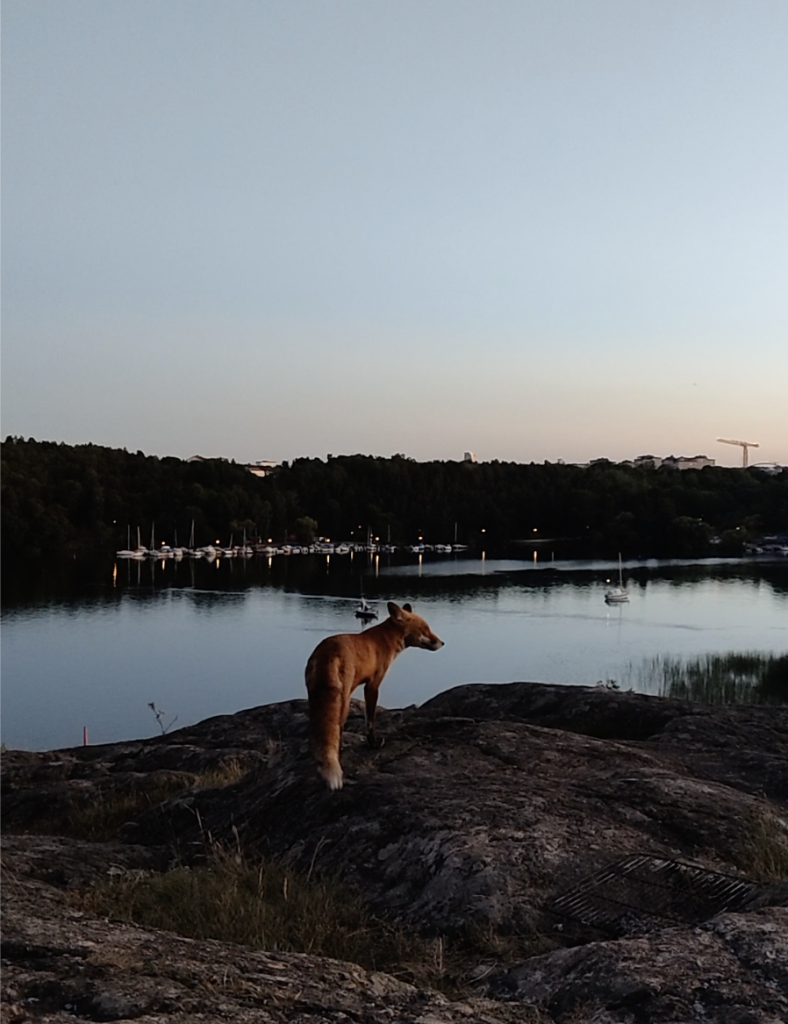 Red fox with a view of lake 