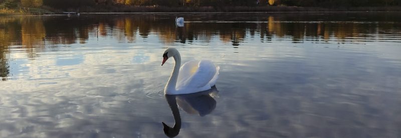 swan with the view of lake