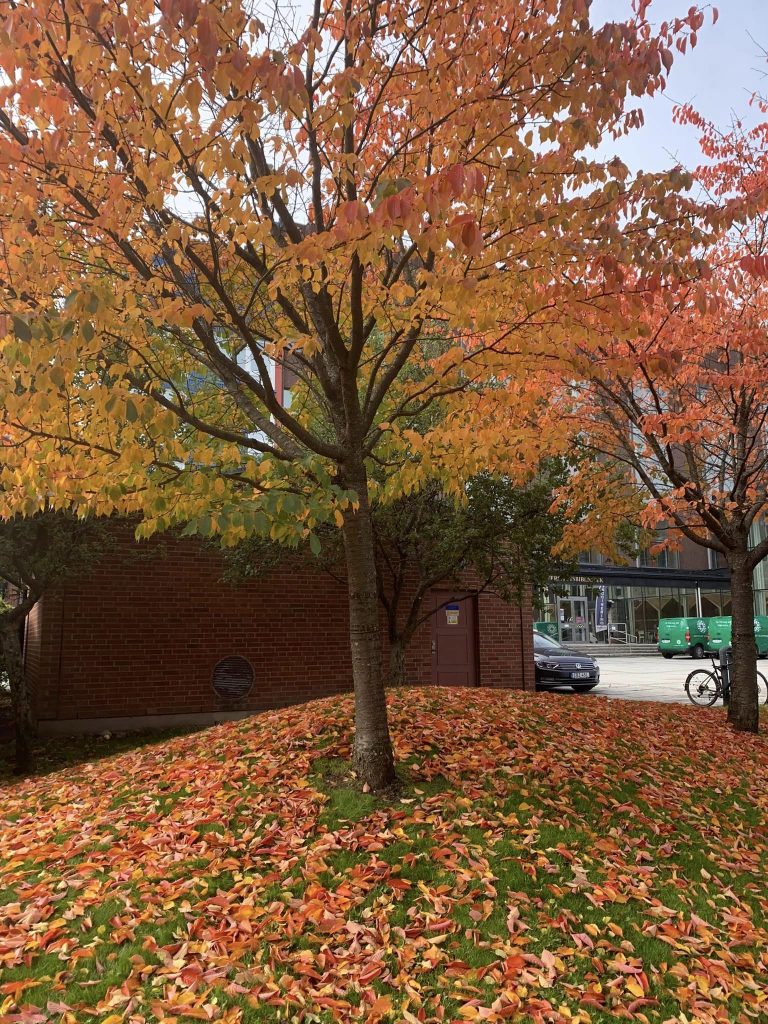 Autumn leaves around the Solna campus.