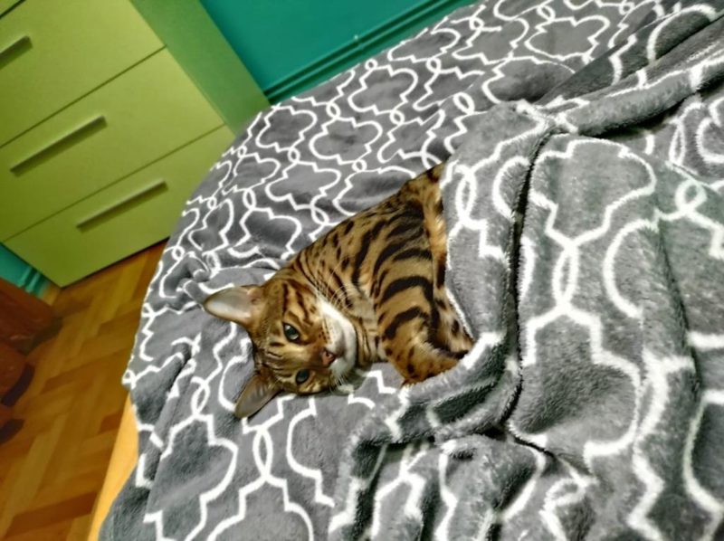 Luxor, my Bengal Cat; credits: Vlad Popescu