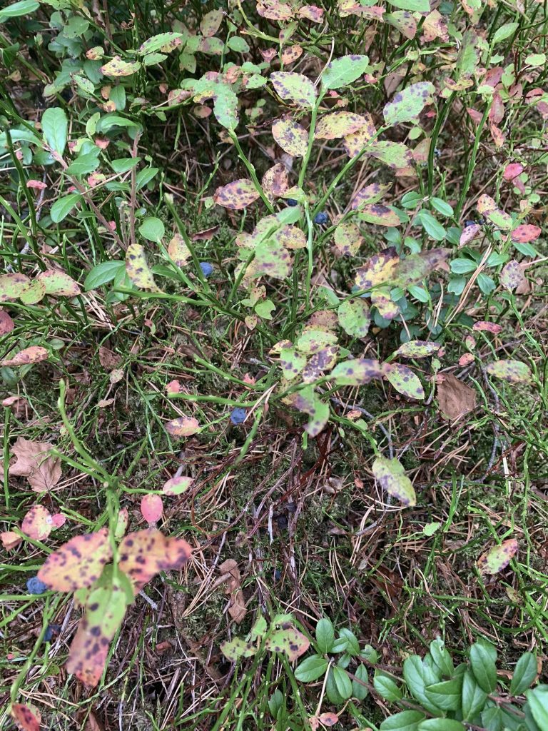 Berries growing in a forest outside of Stockholm.