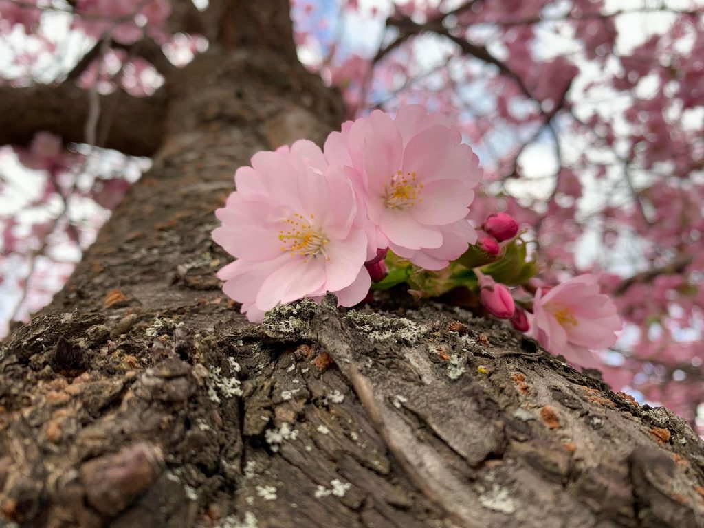 Cherry blossoms in Kungsträdgården.