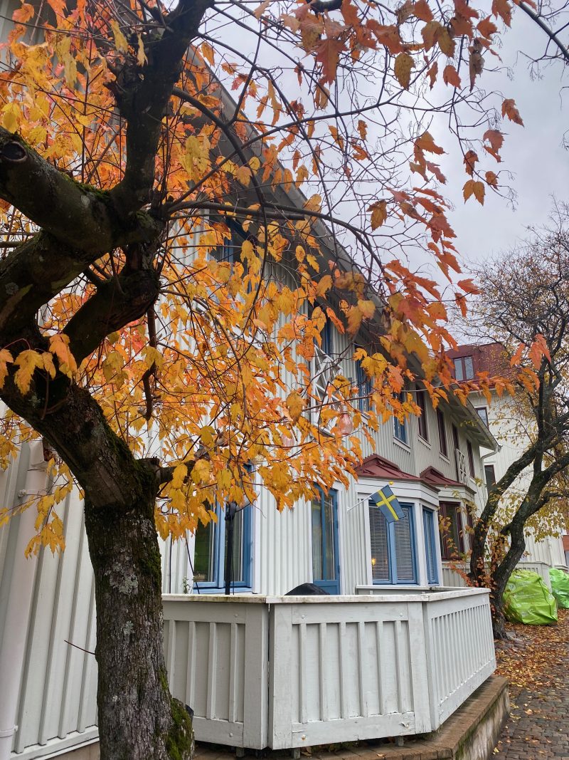 A photo of an autumn tree in front of a white house