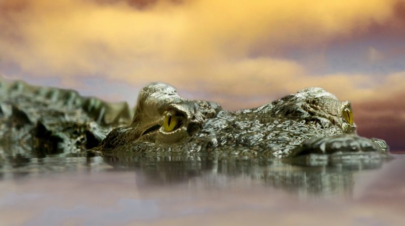 Crocodile, credits: Pixabay