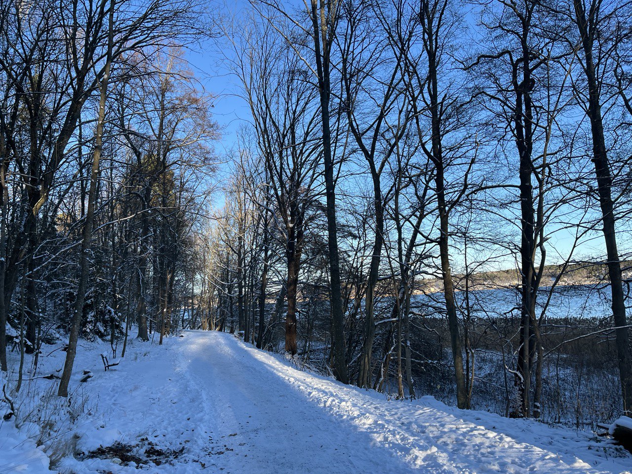 A snowy path in the forest with bare trees