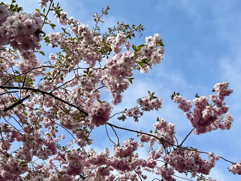 Cherry blossoms