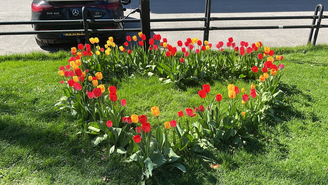 Tulips grown in the shape of a heart.