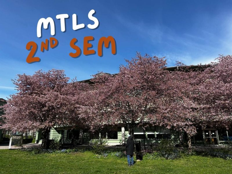 Cherry blossoms blooming on Stockholm university campus