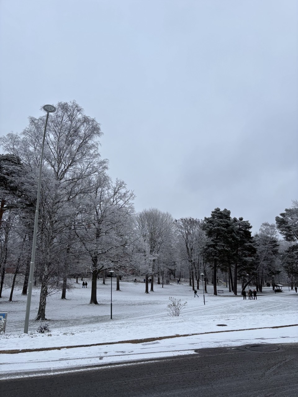 A forest field with walking path and trees all covered in snow.