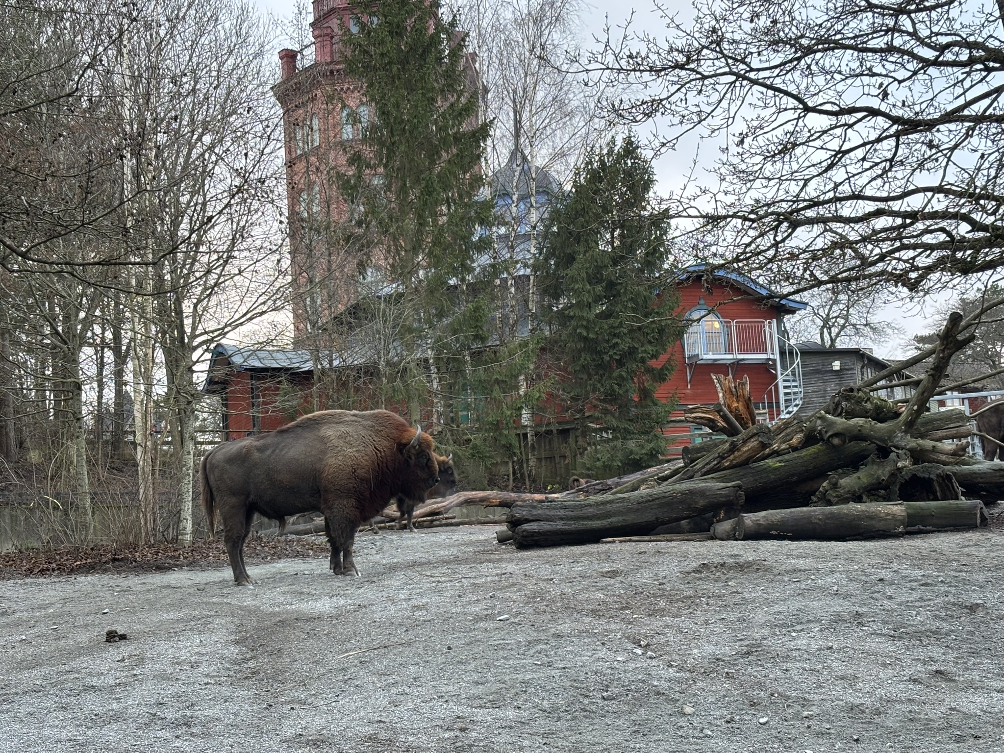 A bison standing beside a pile of wood at Skansen.