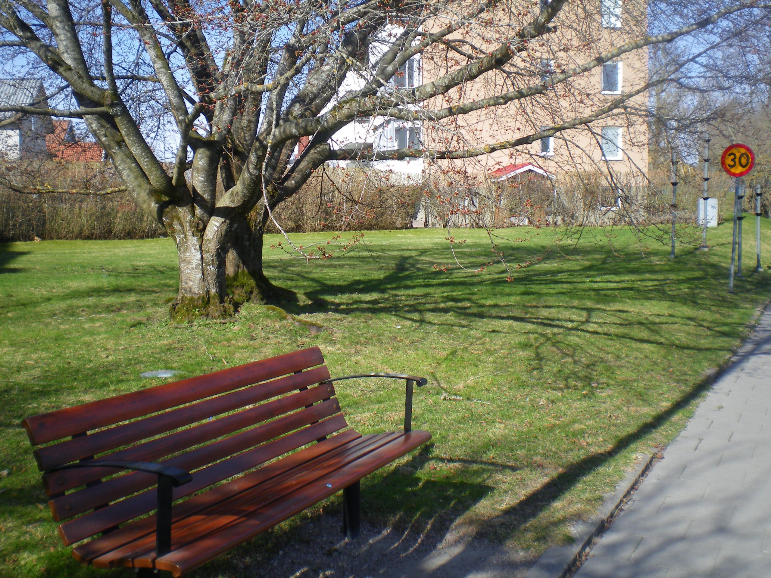 A park bench sits on the side of the sidewalk amongst green grass and a tree with tiny flower buds